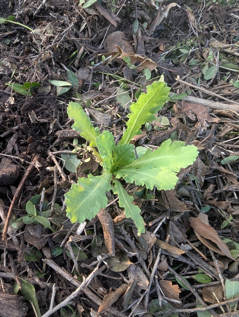 Poppy plant given to me by a neighbor friend.