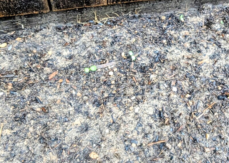 Small zinnia sprouts emerge.