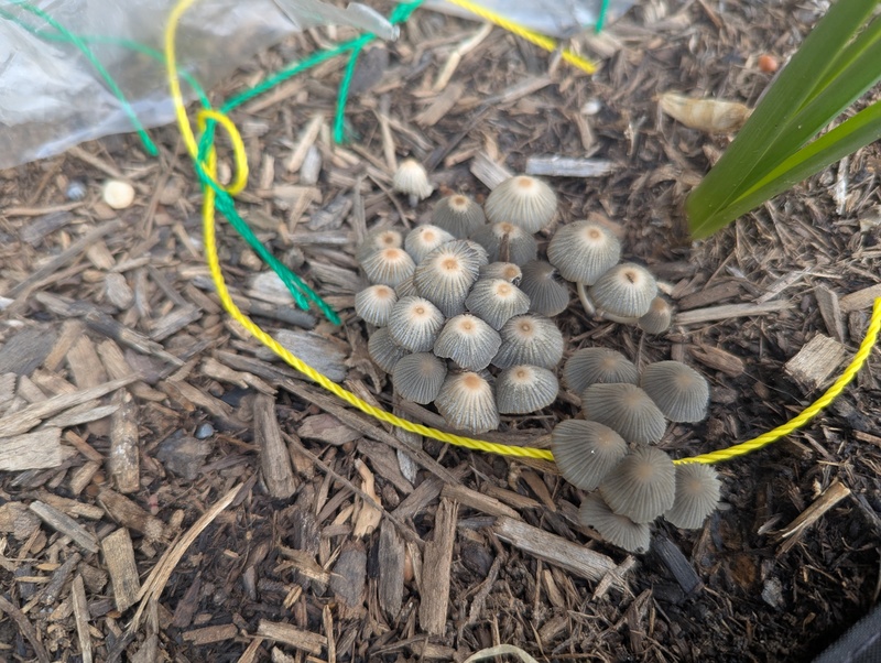 Mushrooms have popped up everywhere.