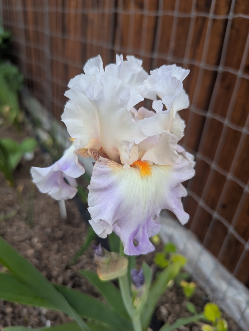 Iris