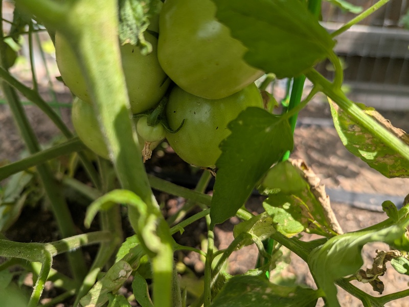 The tomatoes are looking great.