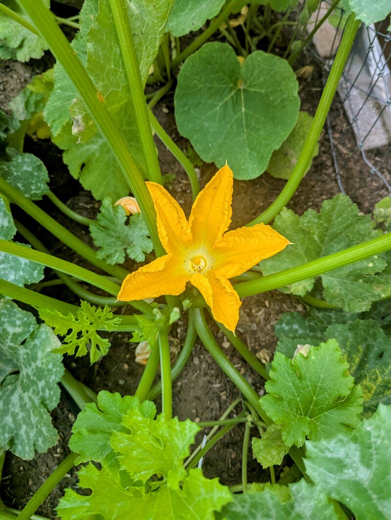 I have lots of zucchini blossoms.