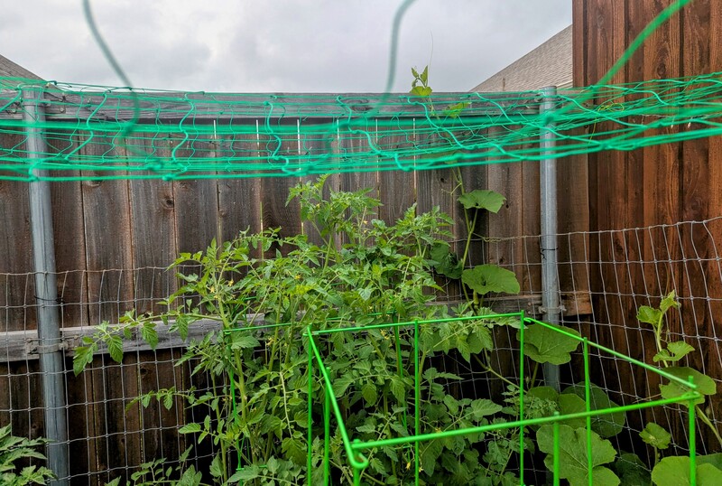 The tomatoes are above their cages, and the kabocha pumpkins are coming on the top of the fence.
