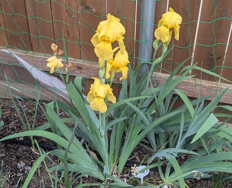 Yellow iris