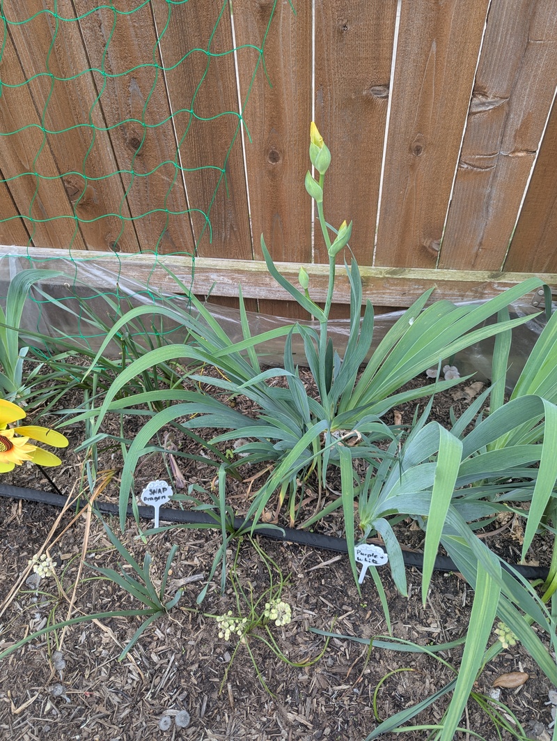 This was supposed to be purple and white irises.... Nope yellow, apparently I miss labeled the whole bag.
