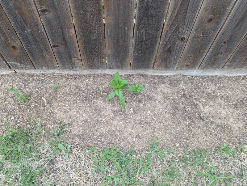 Zinnias are coming up, but not very many.