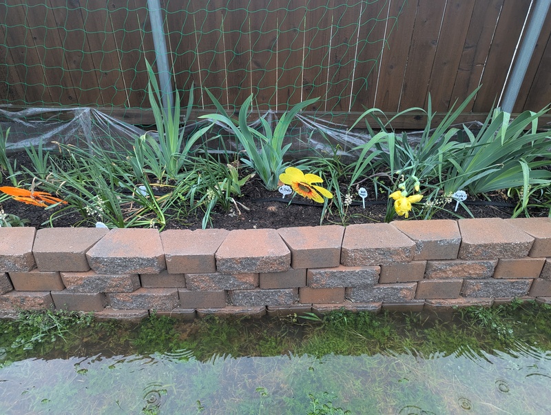 We had a little of rain and all my iris went down or got damaged.