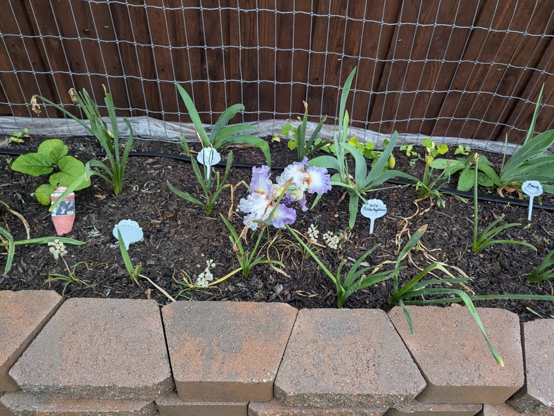 Fallen iris. I collected them and put them in a case in the house.