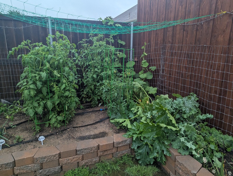 Zucchini got damage, but will be fine.