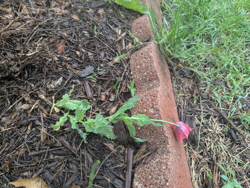 Poppy got damage but the plant will be fine.