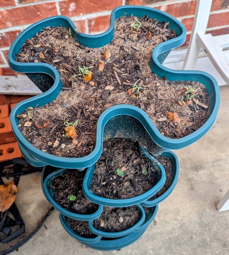 Little tomatoes are sprouting from slices of tomato. The Nasturtiums sprouted.
