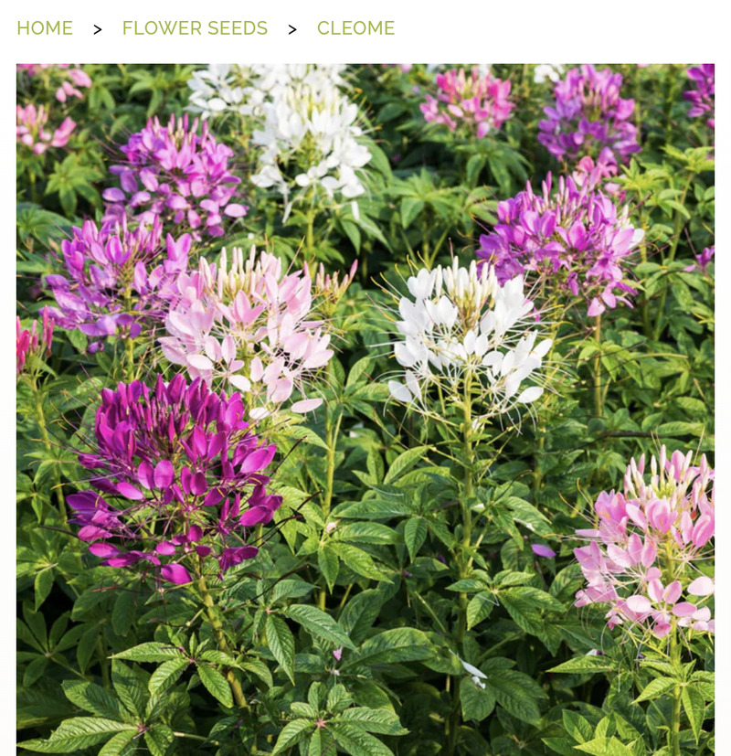 This is supposed to be what some of the flowers that the neighbor gave me look like.