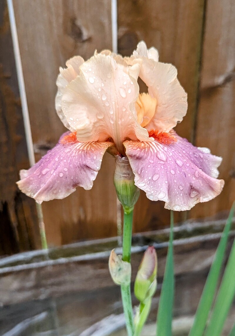 Iris in the backyard.