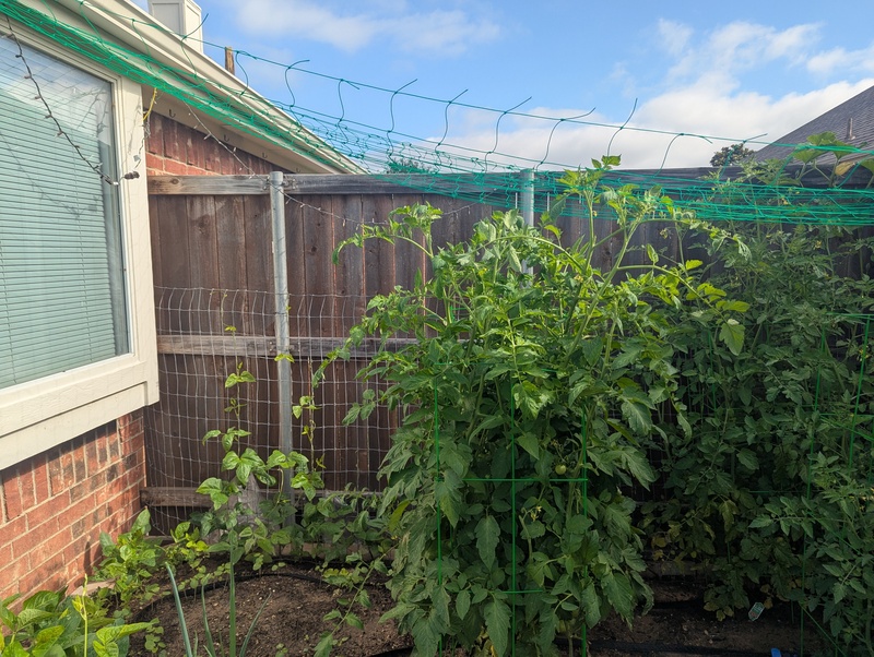 Tomato plants and kabocha vines.