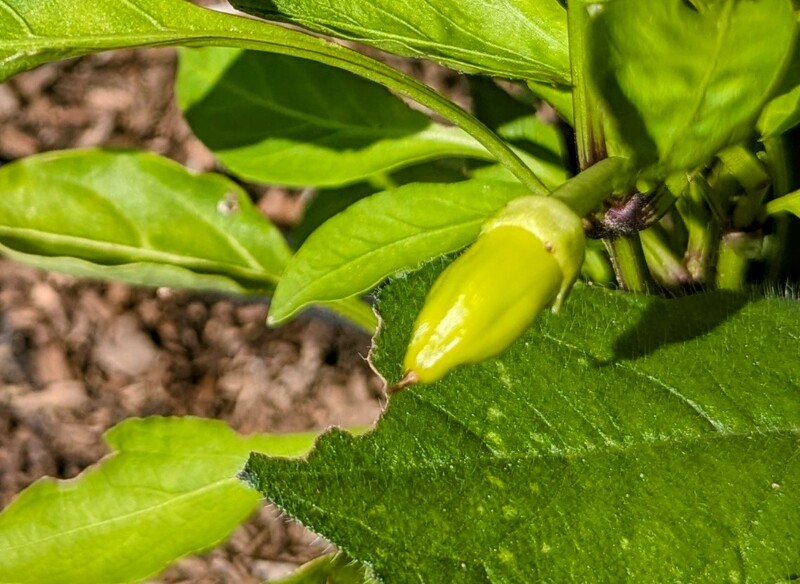 Little pepper plant.