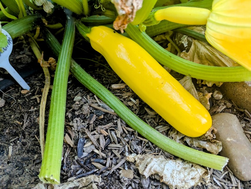 Yellow zucchini