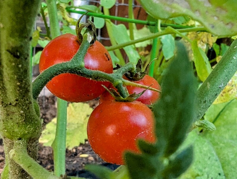 Red Cherry tomatoes