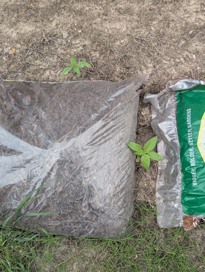 Only two sunflowers have appeared out of three packages.