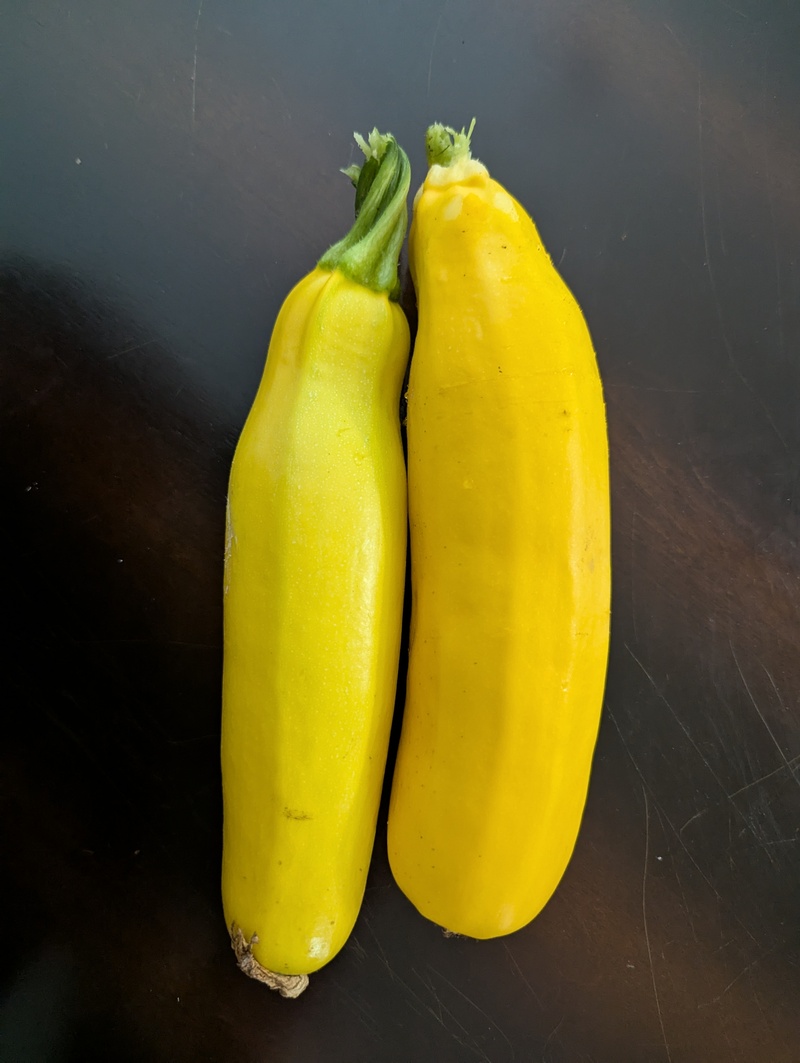 our first yellow zucchini from the garden. I sliced it up and cooked it with bacon for our Mother's Day feast. I loved it so much!
