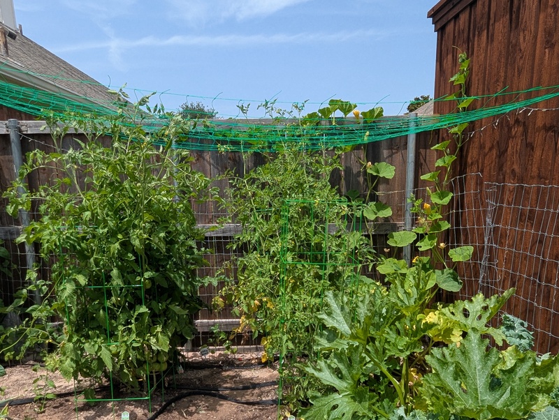 Tall tomato plants and pumpkin vines. People say that tomato plants can get 15' tall in Texas.