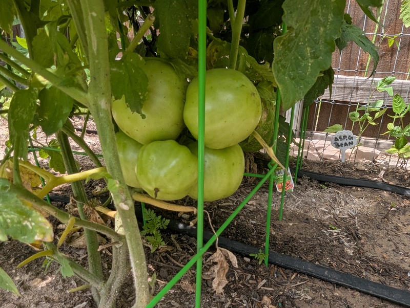 Tomatoes on Wednesday and Thursday.