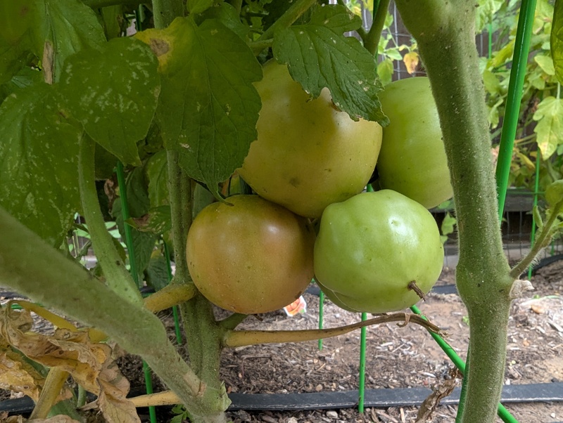 Friday morning one tomato was turning and in the afternoon two were turning. :-)