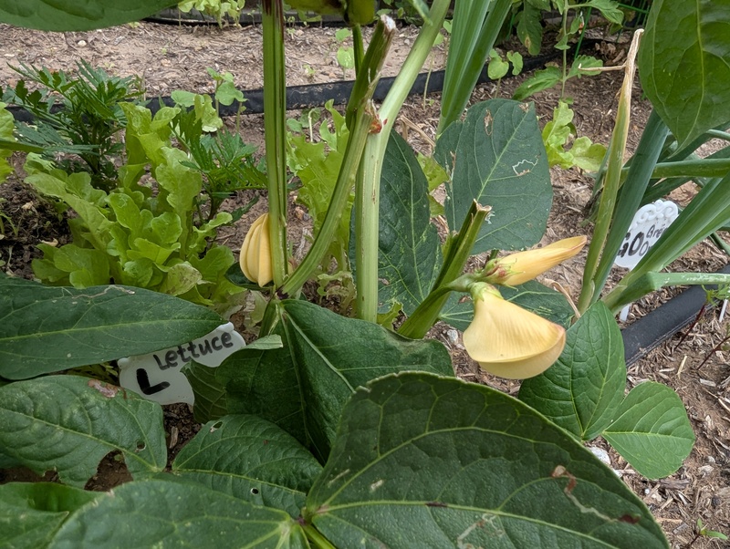 Cow pea blossoms.