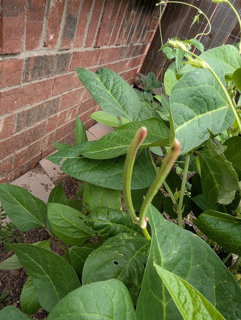 Cow peas. I wasn't expecting them to go up.