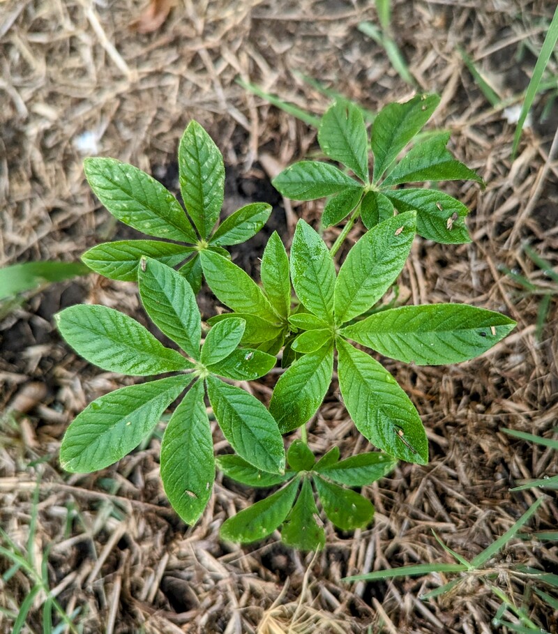 The neighbor gave me flowers. Cleome, I think. At first I thought it might be marijuana. I was going to tease her about that. I had to Google it all.