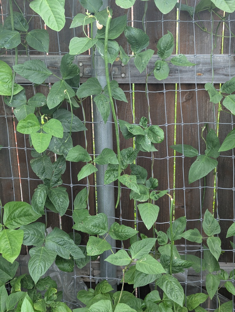Asparagus yard long beans.