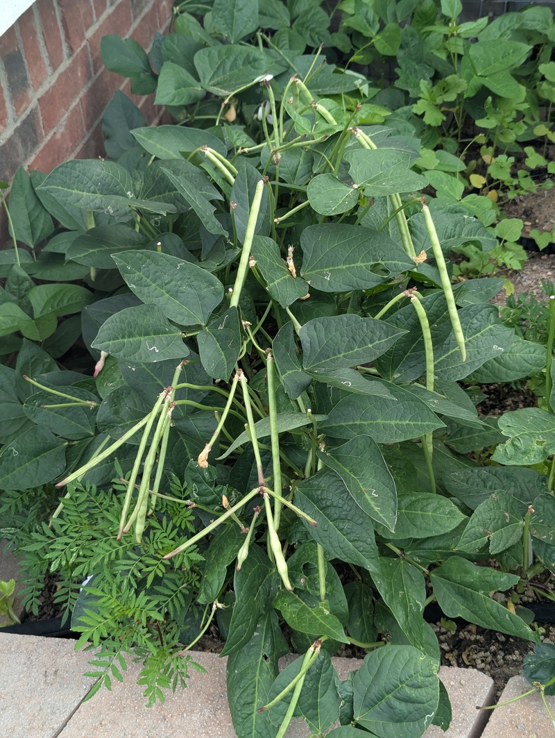 Cow peas