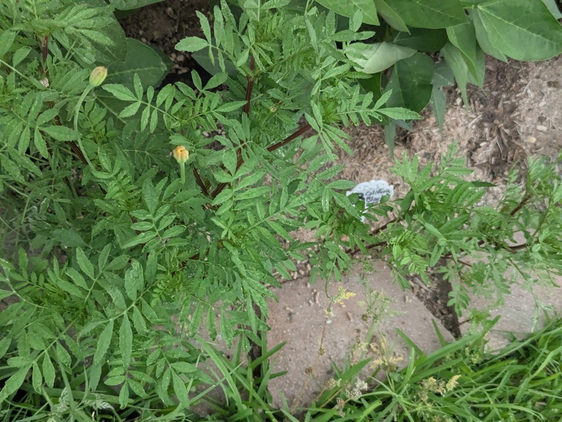 Marigolds will bloom soon.