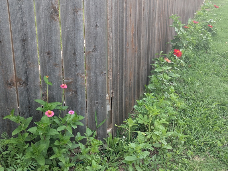 Some zinnias along the alley are blooming.