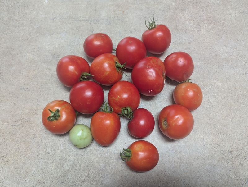Regular size tomatoes from our garden. Lois ended up freezing some before we left. These were from one tomato plant.