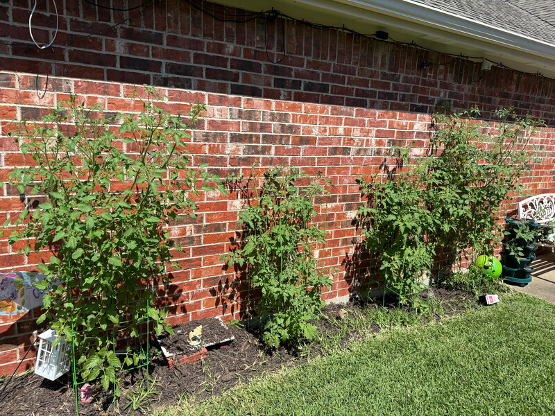 Texas Tomatoes getting higher.