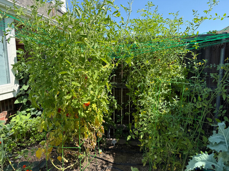 Tomato plants in Texas that are bearing tomatoes.