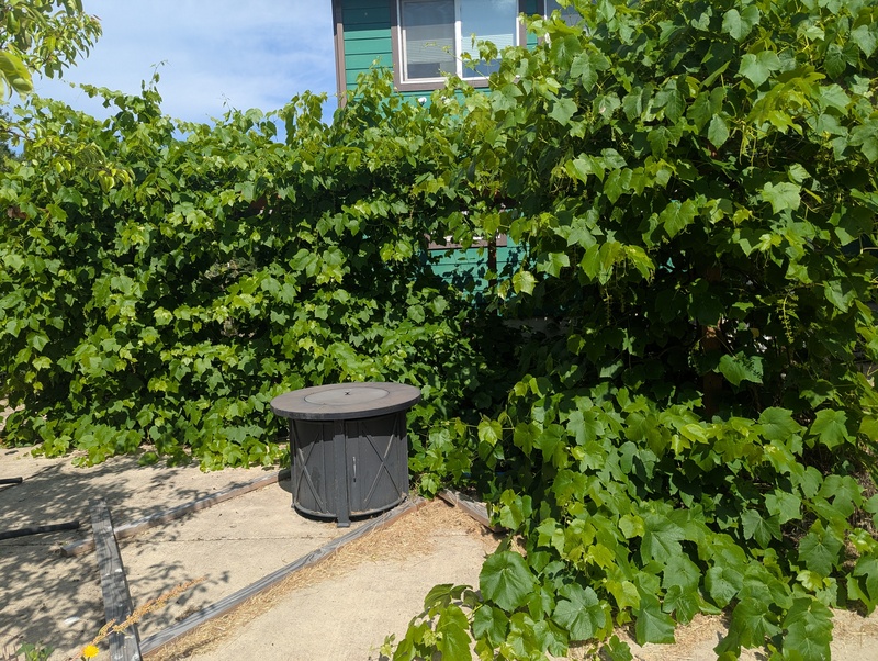 Rosewold grape arbor gone wild
