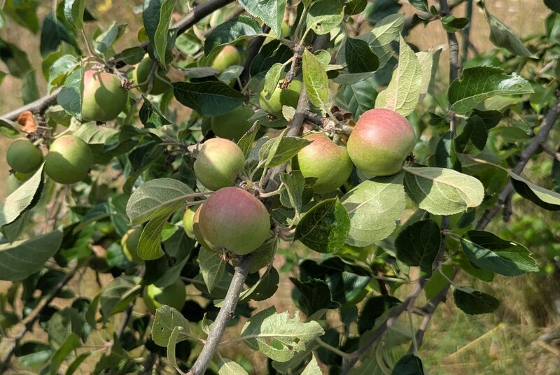 Apples