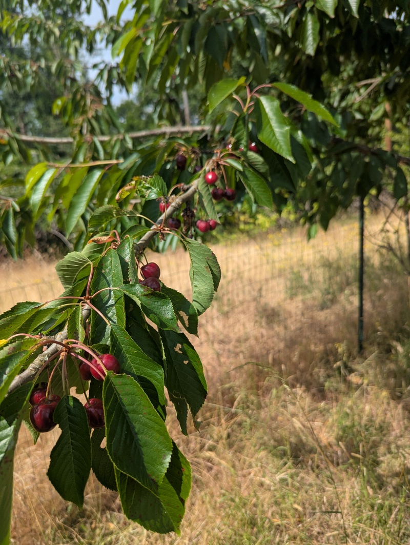 Cherries