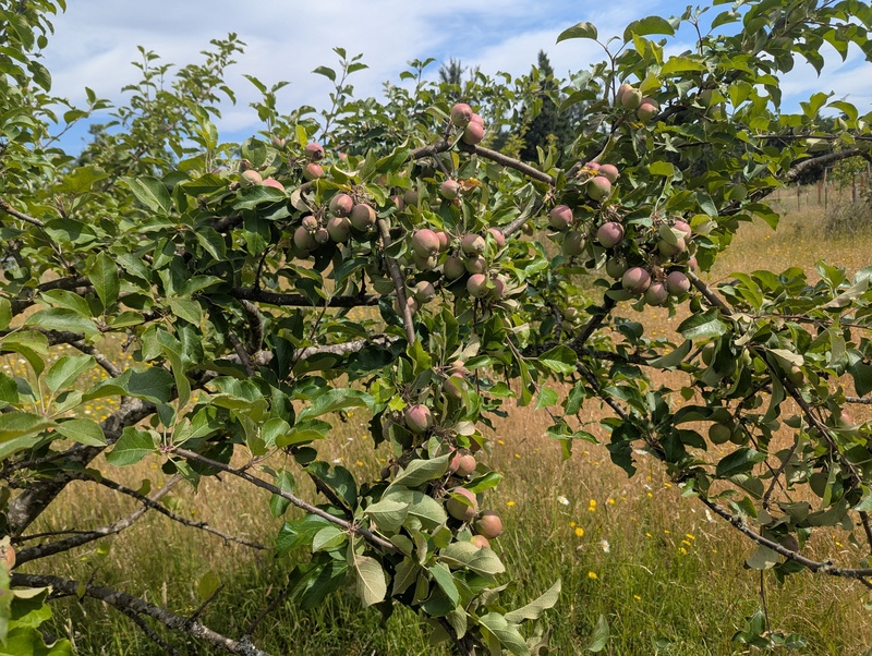 Apples
