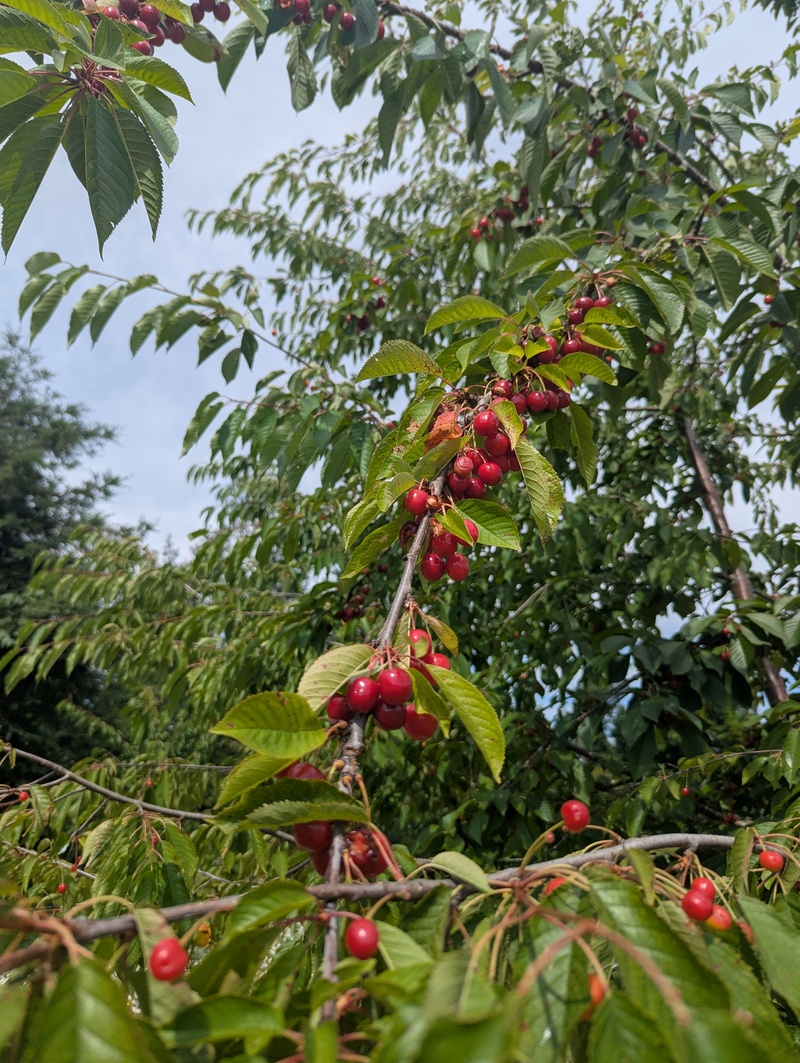 Sweet cherries