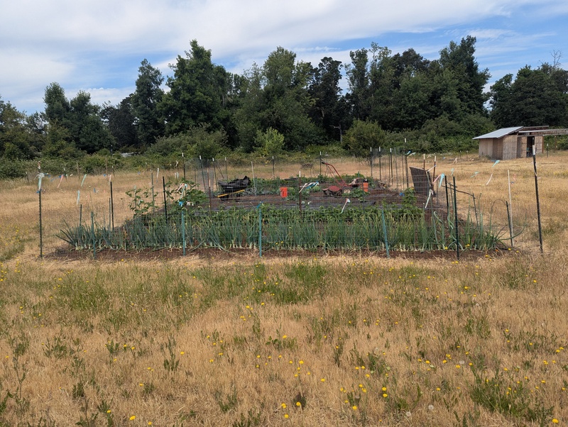 Joe's garden