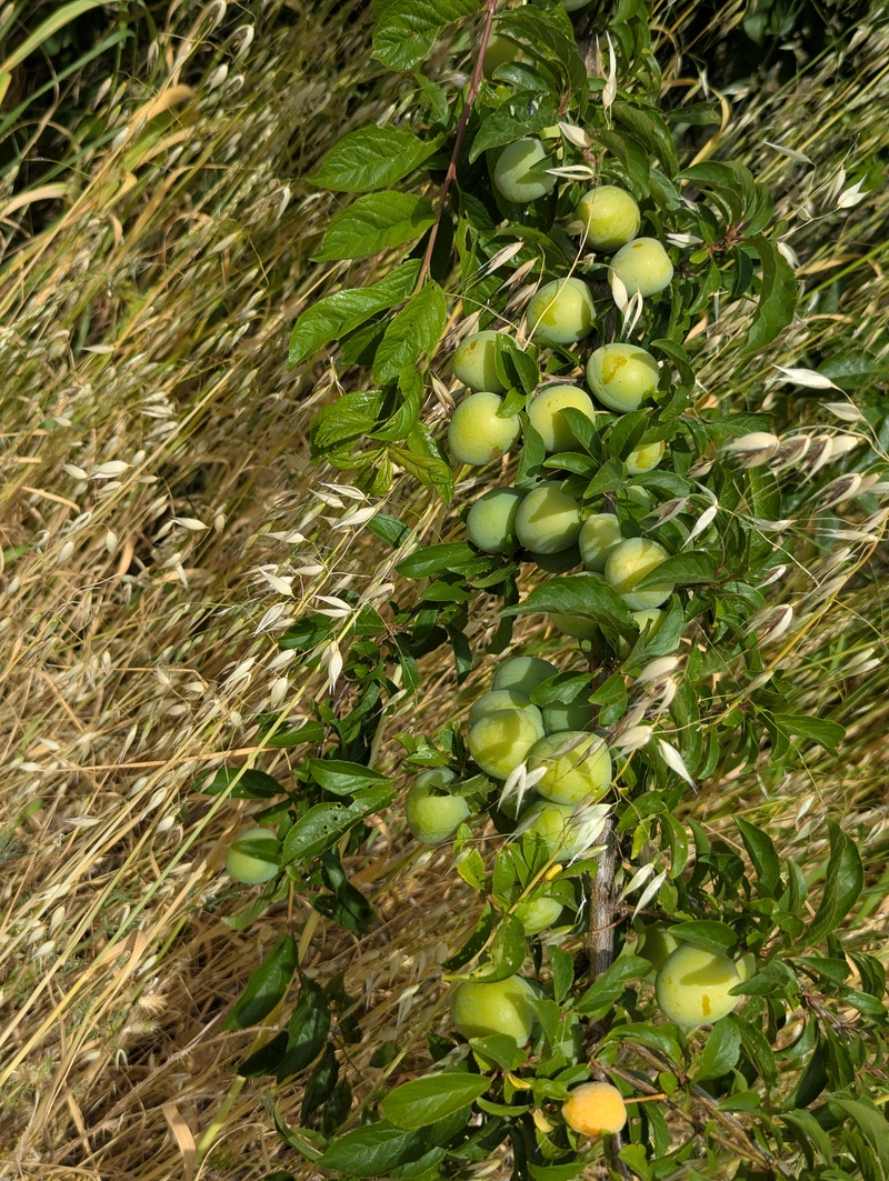 Plums