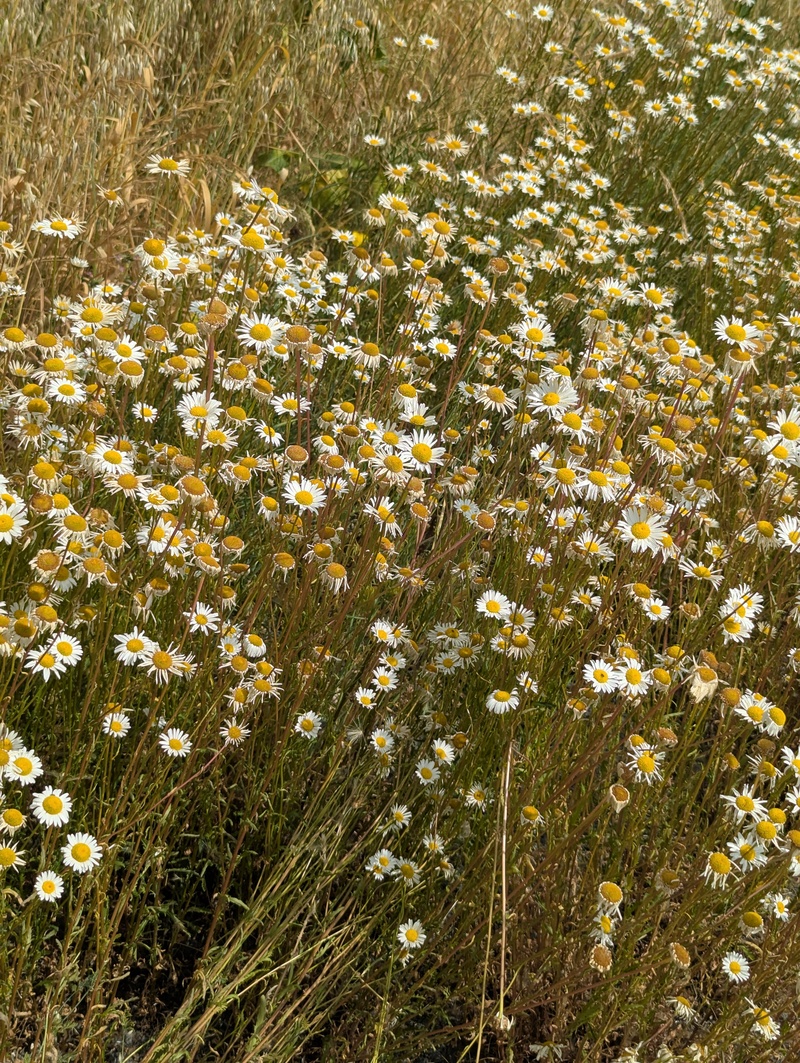 Daisys