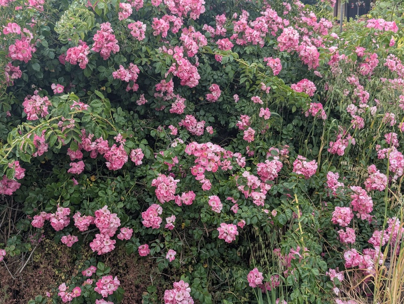 Roses