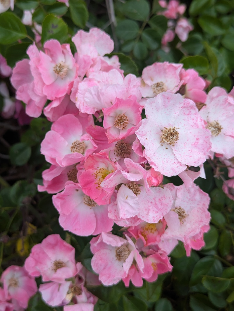 Roses