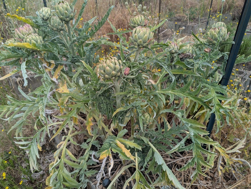 Artichokes