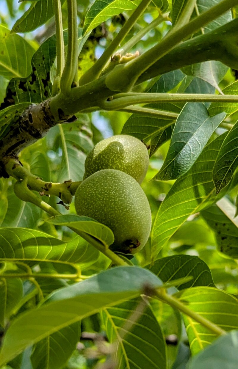 Rosewold Walnuts