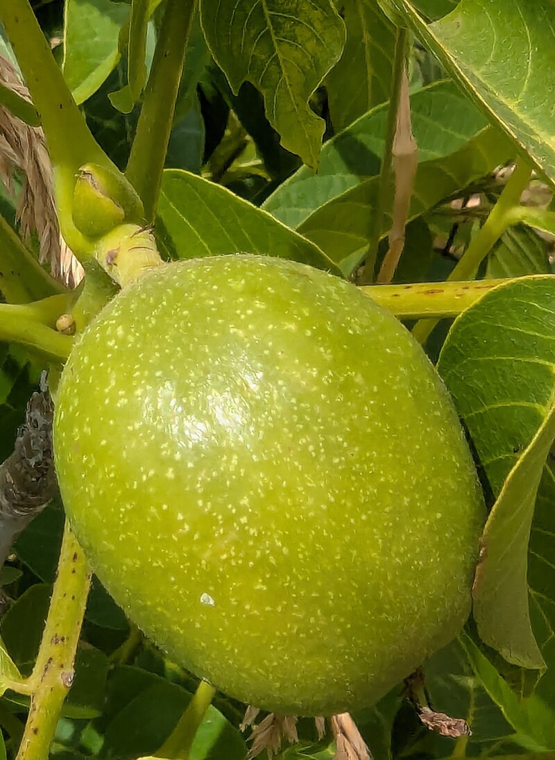 walnut at Rosewold