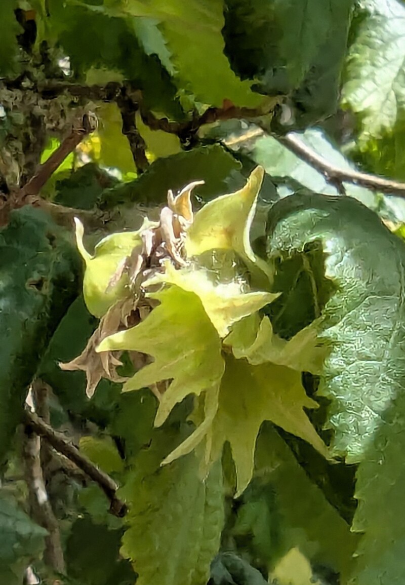 Hazelnut tree